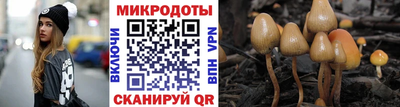 Галлюциногенные грибы Psilocybine cubensis  Краснознаменск 